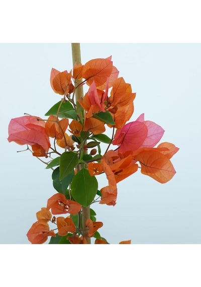 Videolu Turuncu Begonvil 90- 110 Cm 1 Adet Saksılı Çiçekli Bahçe Teras Bitkisi Bougainvillea