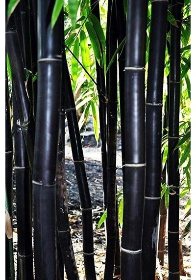 İthal Kara Bambu Tohumu Ekim Seti 3 Tohum +Saksı+Toprak+
