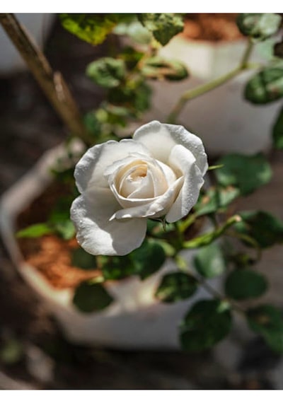 Yediveren Beyaz Renkli Yoğun Kokulu 40 60 Cm 2 Adet Aşılı Gül White Rose