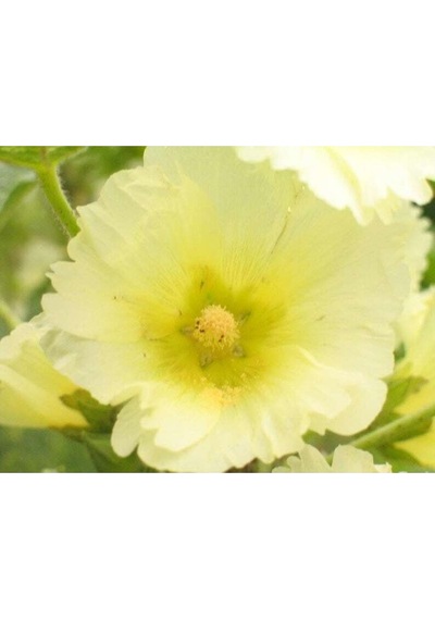 20 Adet Mixed Colors Hollyhock Country Romance Tohumu