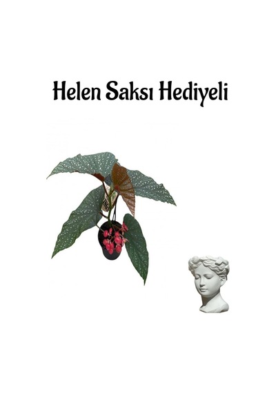 Kırmızı Çiçekli Çilli Begonya Çiçeği Sevgililer Gününe Özel Helen Saksı Hediyeli
