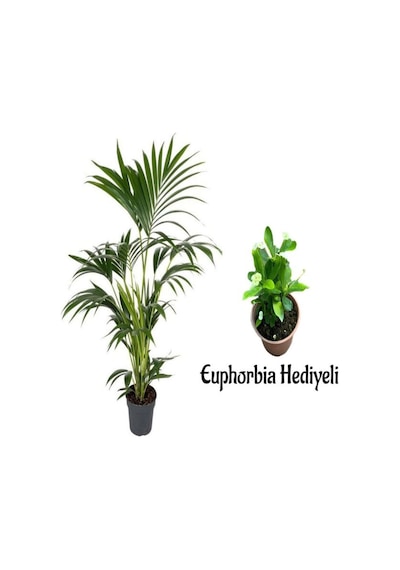 Videolu Areka Salon Palmiyesi 80-100cm 1 Adet Saksılı Beyaz Euphorbia Hediyeli İç Mekan Bitkisi