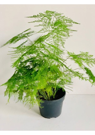 Yeşil Renk Tül Kuşkonmaz Çiçeği 15-30cm İç Mekan Salon Çiçeği
