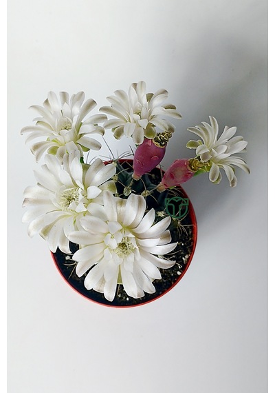Gymnocalycium Mihanovichii Beyaz Çiçek Veren Kaktüs Büyük Boy Kırmızı Saksıda 8.5 CM