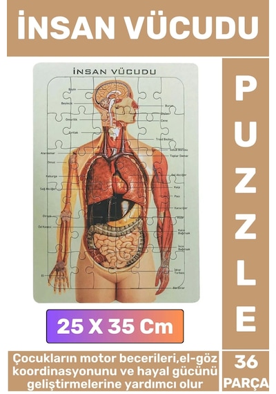Eğitici Eğlenceli El-göz Koordinasyonu Motor Becerisi Geliştiren 36 Parça Puzzle İnsan Vücudu