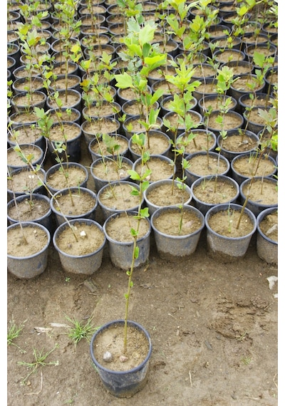 Batı Çınarı Fidanı 10 Adet - Platanus Occidentalis