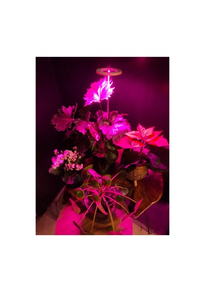 Bitki Led Lamba 5v Usb Fullspectrum Bitki Yetiştirme - Bitki Geliştirme Lambası Halka 8w