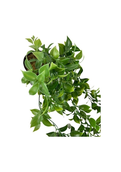 Yapay Çiçek Saksıda Sarkan Fejka Yeşil Limon Yaprağı Yapay Sarmaş