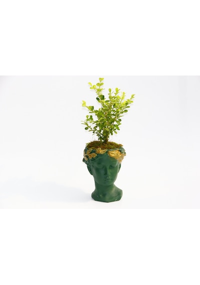 BONSAİ HELEN BUXUS - HEDİYELİK YEŞİL RENK