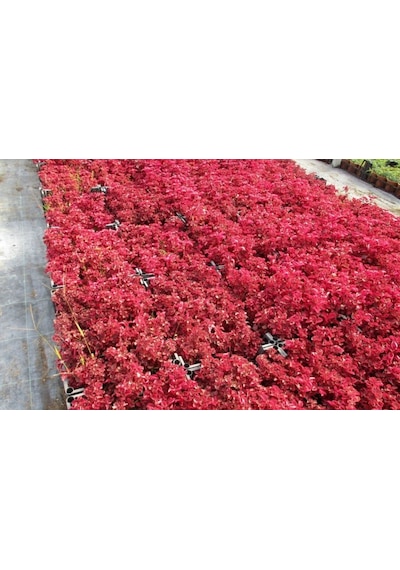 Çingene Şalvarı - İresine Herbstii 10 Adet