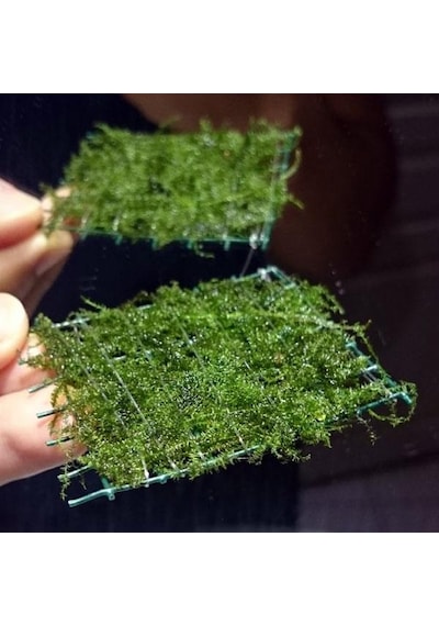 Bubble Moss Tele Sarılı 5X5Cm Yeni Sarım Canlı Bitki