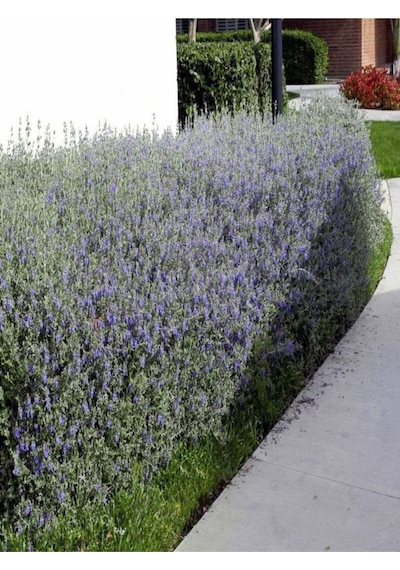 Videolu Dekoratif Zeytin Çalısı 30 45 Cm 5 Adet Saksılı/tüplü Teucrium Fruticans