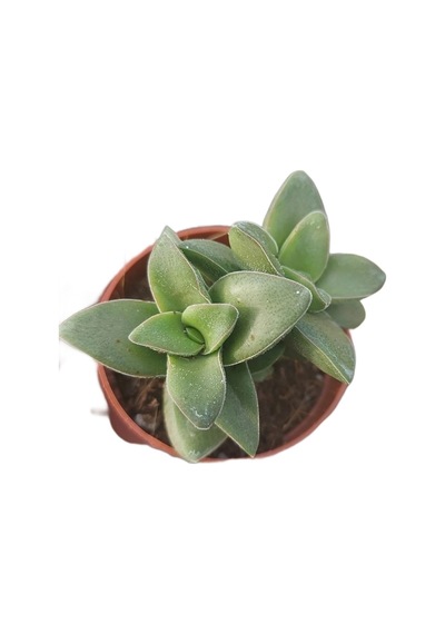 Kalp Hoya Mum Iç Mekan Sukulent Pembe Minik Boy 5.5cm Şuan Çiçeksizdir