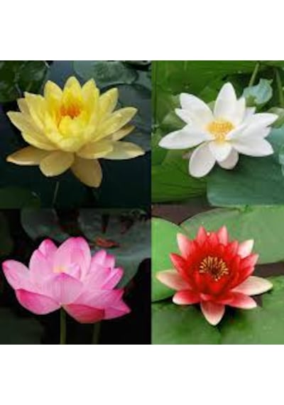 10 Adet Tohum Nadir Kutsal Lotus Çiçeği Tohumu Hediye Tohumlu