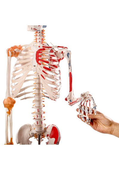 Esnek İnsan İskeleti Modeli, Kasları Ve Ligamentleri Gösteren, Numaralandırılmış, 180 Cm - İskelet Maketi 01