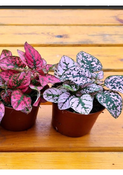 Pembe Renk Yaprağı Güzel Hostes Çiçeği Pink Hypoestes 10-15cm