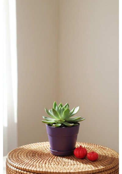 Echeveria Agavoides
