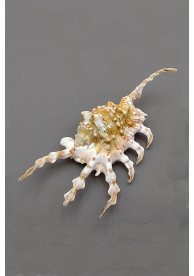 Scorpion Conch Akrep Deniz Kabuğu 10sc