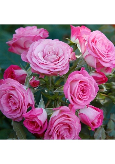 Tüplü Katmerli Kokulu Kordes Rosen Xenia Yediveren Soğuklara Dayanımlı Gül Fidanı
