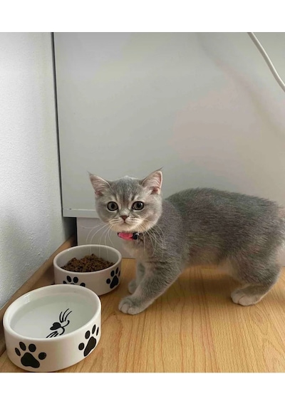 2 Adet Yüksek Kalite 12.5 Cm, 400 Ml Seramik Kedi Ve Köpek Mama Su Kabı