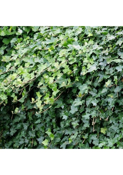 Hedera Helix Orman Sarmaşığı 100-150 Cm 20 Adet