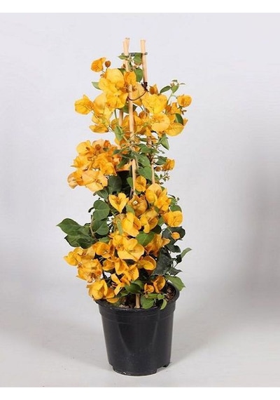 Videolu Mis Kokulu 1adet Turuncu Begonvil Çiçeği Fidanı Saksılı 60-120cm Bougainvillea