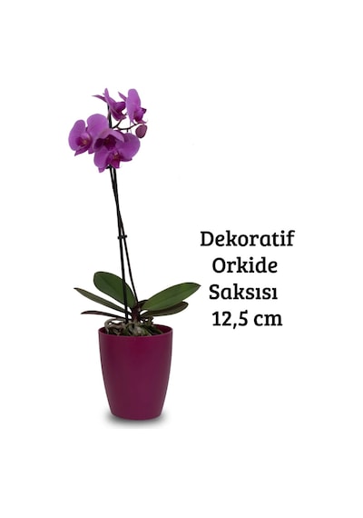 Vişne Orkide Saksısı Dekoratif Dış Saksı 1 Adet- 12 Pot Şeffaf Orkide Üretim Saksısı Hediyeli Vişne Saksı