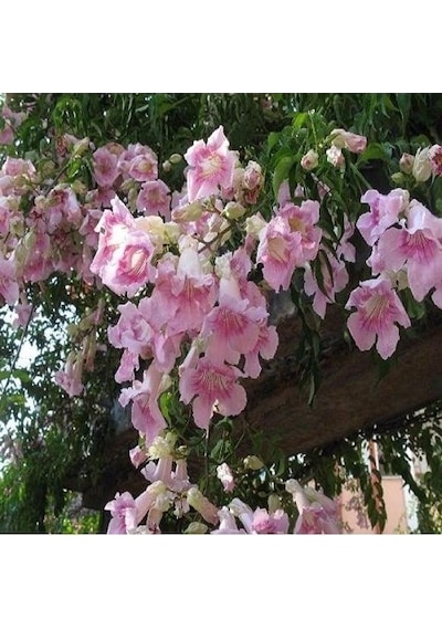 Campsis Radicans Acem Borusu Pembe 20-40 Cm