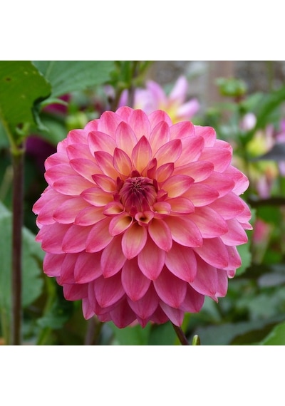 2 Adet Pembe Renkli Dahlia Yıldız Çiçeği Soğanı