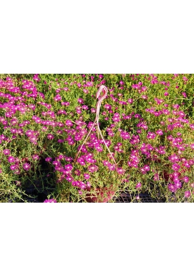 Acem Halısı Pembe Renkli 5 15 Cm 1 Adet Saksılı/tüplü Bahçe Bitkisi