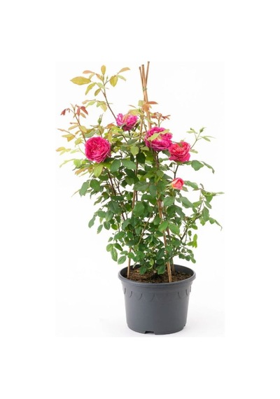 Videolu Pembe 1 Adet Bulgar Gülü Fidanı 40-60cm Saksılı Bulgarian Sapling