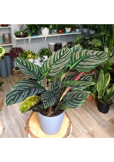 Dua Çiçeği Calathea Makoyana -  5892