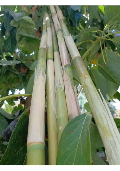 5 Adet Taze Kesilmiş Çok Amaçlı Kamış Çubuk 125/135 Cm