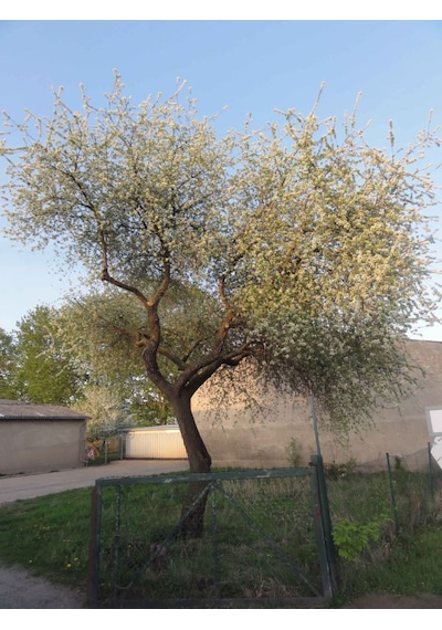 Mahlep Ağacı Fidanı Prunus Mahaleb - 1-2 Yaşında, Dikime Hazır