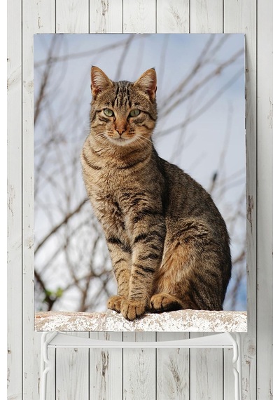 Kedi Hayvan Posteri