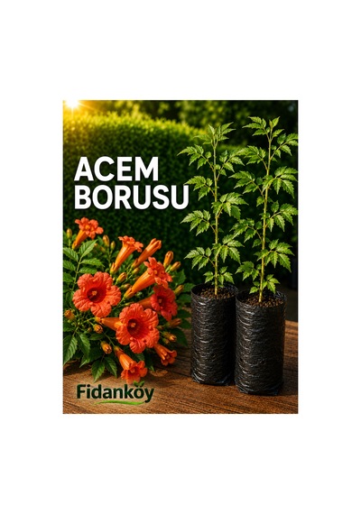 Acem Borusu Tüplü Campsis Radicans