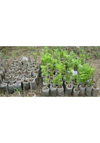 Fidan Köklendirme Hormon East Root® Iba ÇözeLi 250 Cc 8000Ppm