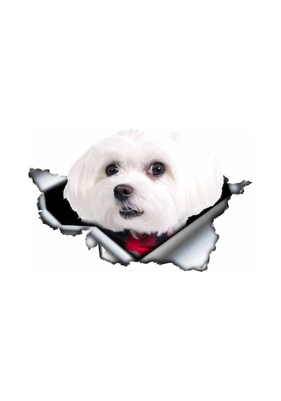 Sevimli Maltese Cinsi Köpek Araba Sticker Yapıştırması Model4