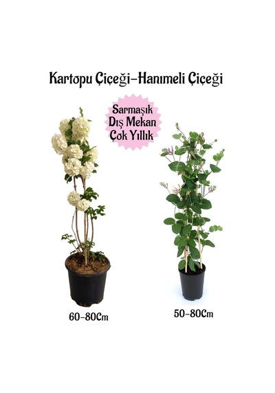 Kartopu Çiçeği 1 Adet +kokulu Hanımeli Çiçeği 1 Adet Saksılı Bahçe Peyzaj Seti