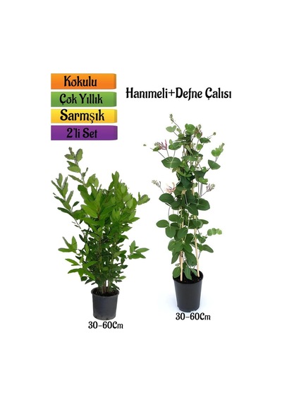 Defne Çalısı+yoğun Kokulu Hanımeli Çiçeği Fidanı 2'li Bahçe Peyzaj Seti
