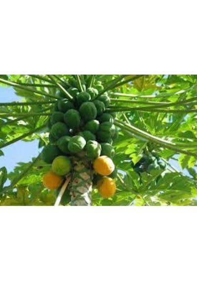 10 Adet Tohum Ithal Nadir Tropikal Bodur Papaya Ağacı Tohumu Papaya Meyvesi Süpriz Hediye