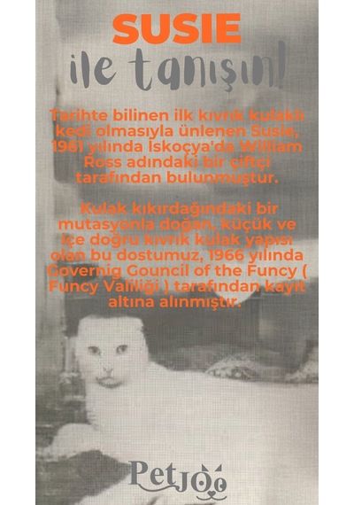 Petjoo 3.Susie Gri-Turuncu Qr'lı Kedi Künyesi