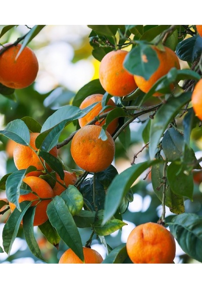 2 Adet Tüplü Yediveren Mandalina Fidanı 3 Yaş