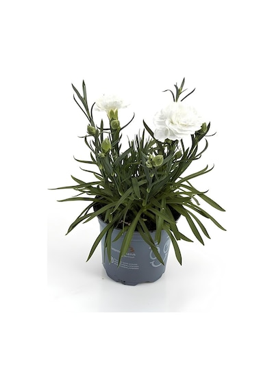 Formlu Beyaz Renk Karanfil Çiçeği 1 Adet 15-25cm White Dianthus