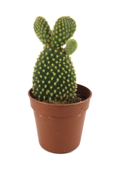 Opuntia Microdasys 'Pallida' (Kaktüs) Ø5,5 CM Y0-10 CM