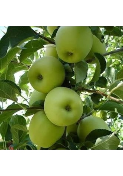 5 Yaş, Aşılı Elma Fidanı GOLDEN REİNDERS, Torbada, +120 Cm