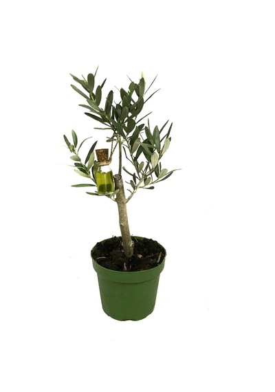 Olea Europaea (Zeytin Fidanı) Ø12 CM Y20-25 CM