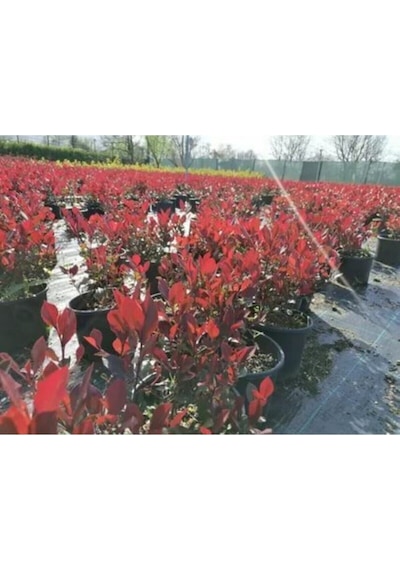 Alev Çalısı Bitkisi Fidanı 30-50 Cm Saksılı Çiçekli Bodur Bitkiler Pyracantha