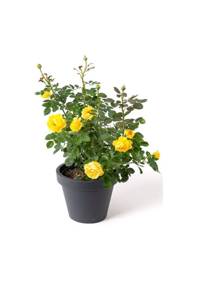 Saksılı Bahçe Gülü Sarı Renk 1 Adet Saksılı 30-50cm Dış Mekan Bitkisi