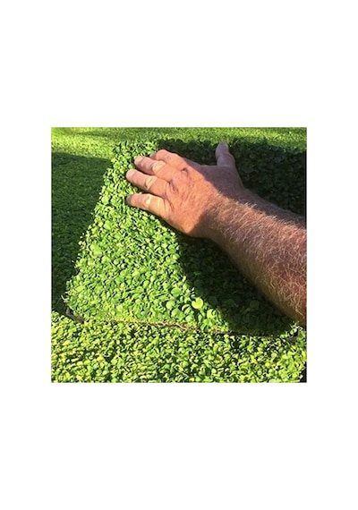 Dona Dayanıklı Fare Kulağı Tohumu, Dichondra Repens, 100 Adet